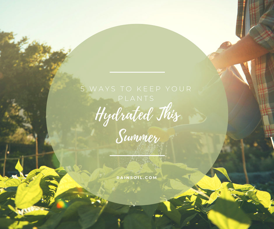 5 Ways to Keep Your Plants Hydrated in The Summer Heat | RainSoil