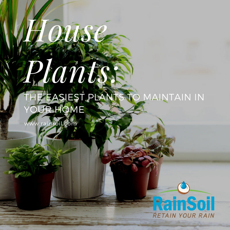 Stayin' Alive: House Plants That (Probably) Won't Die on You | RainSoil