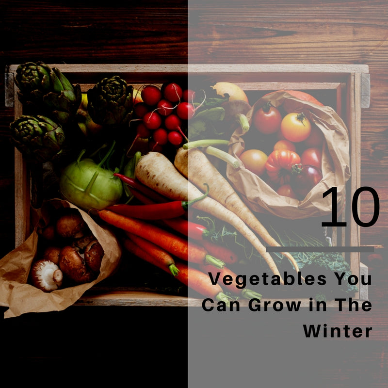 Top Ten Vegetables to Grow in the Winter