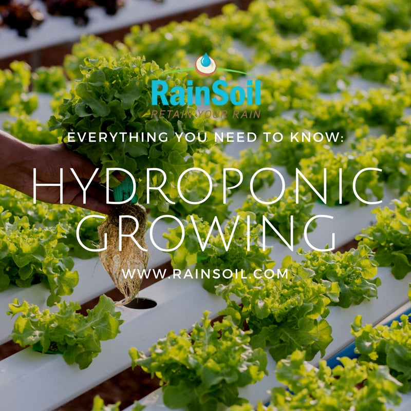 Hydroponic Growing: What You Need to Know | RainSoil