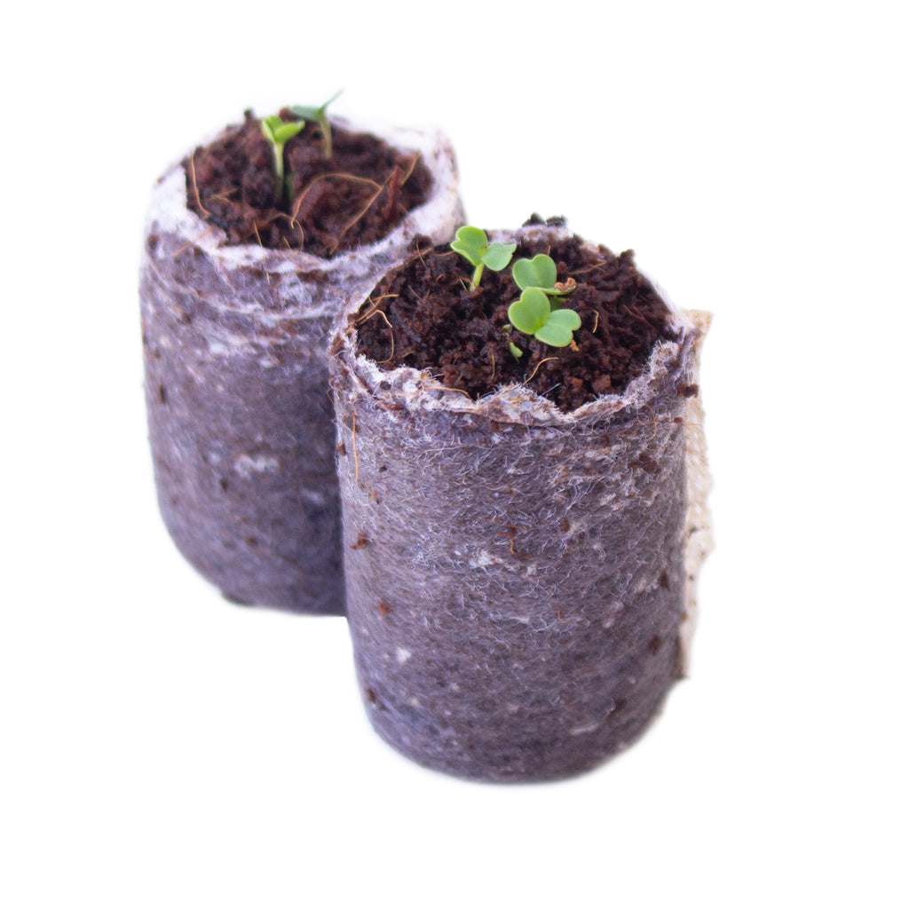 planting seeds in coir Compressed Coconut Coir Seed Starting Puck